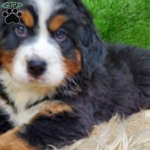 OTEGA, Bernese Mountain Dog Puppy