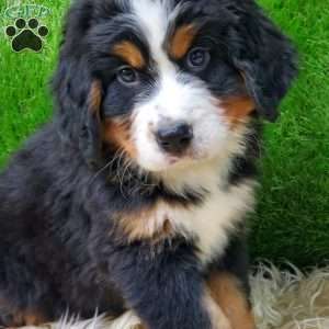 OTEGA, Bernese Mountain Dog Puppy