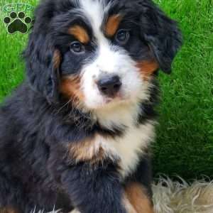 OTEGA, Bernese Mountain Dog Puppy