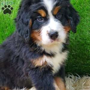 OTEGA, Bernese Mountain Dog Puppy