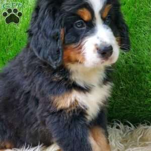 OTEGA, Bernese Mountain Dog Puppy