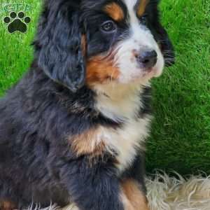 OTEGA, Bernese Mountain Dog Puppy