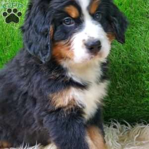 OTEGA, Bernese Mountain Dog Puppy