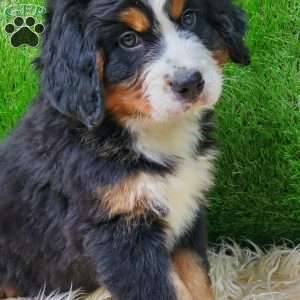 OTEGA, Bernese Mountain Dog Puppy