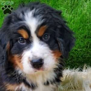 OTEGA, Bernese Mountain Dog Puppy