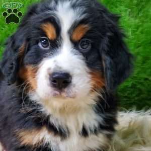 OTEGA, Bernese Mountain Dog Puppy