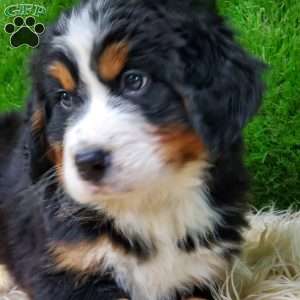 OTEGA, Bernese Mountain Dog Puppy