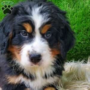 OTEGA, Bernese Mountain Dog Puppy