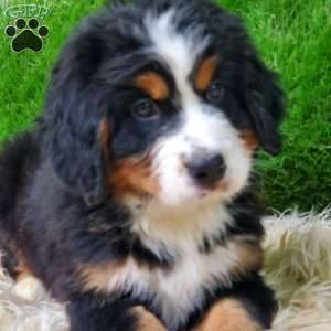 OTEGA, Bernese Mountain Dog Puppy