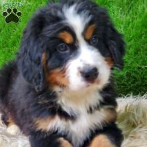 OTEGA, Bernese Mountain Dog Puppy