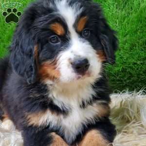 OTEGA, Bernese Mountain Dog Puppy