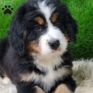 OTEGA, Bernese Mountain Dog Puppy