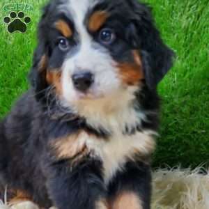 OTEGA, Bernese Mountain Dog Puppy