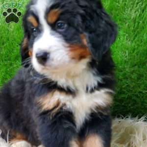 OTEGA, Bernese Mountain Dog Puppy