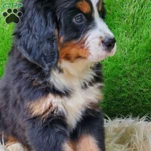 OTEGA, Bernese Mountain Dog Puppy