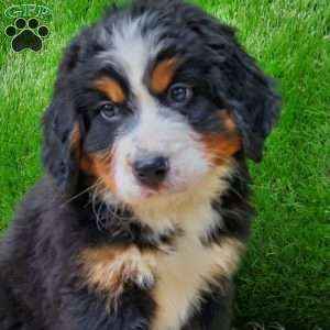 OTEGA, Bernese Mountain Dog Puppy