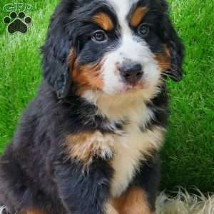 OTEGA, Bernese Mountain Dog Puppy