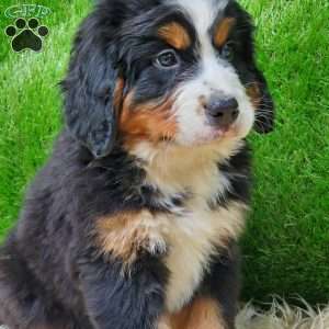 OTEGA, Bernese Mountain Dog Puppy
