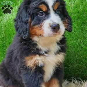 OTEGA, Bernese Mountain Dog Puppy