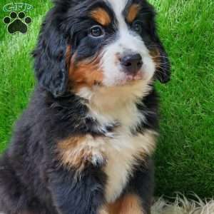 OTEGA, Bernese Mountain Dog Puppy