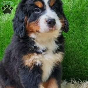 OTEGA, Bernese Mountain Dog Puppy