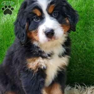OTEGA, Bernese Mountain Dog Puppy