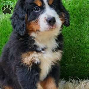 OTEGA, Bernese Mountain Dog Puppy