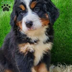 OTEGA, Bernese Mountain Dog Puppy
