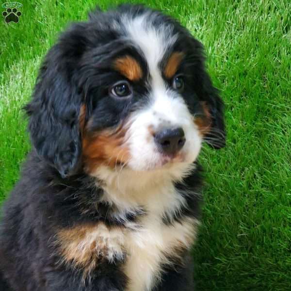 OTEGA, Bernese Mountain Dog Puppy