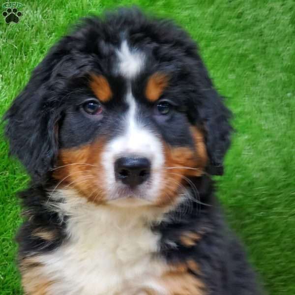 MADERIA, Bernese Mountain Dog Puppy