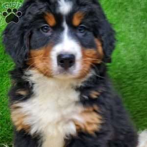 MADERIA, Bernese Mountain Dog Puppy