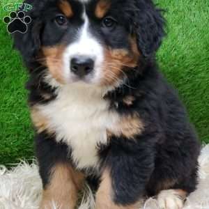 MADERIA, Bernese Mountain Dog Puppy