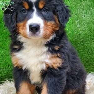 MADERIA, Bernese Mountain Dog Puppy
