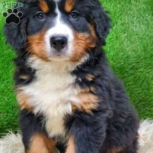 MADERIA, Bernese Mountain Dog Puppy