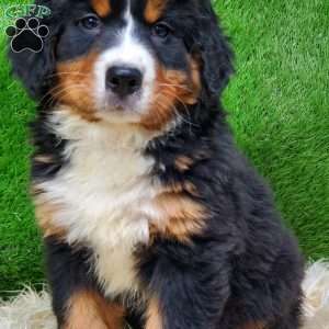 MADERIA, Bernese Mountain Dog Puppy