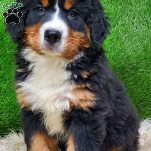 MADERIA, Bernese Mountain Dog Puppy