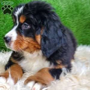 MADERIA, Bernese Mountain Dog Puppy