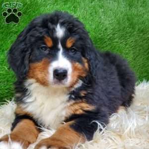 MADERIA, Bernese Mountain Dog Puppy