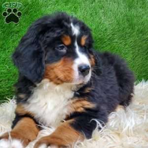 MADERIA, Bernese Mountain Dog Puppy