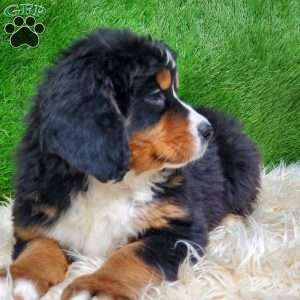 MADERIA, Bernese Mountain Dog Puppy