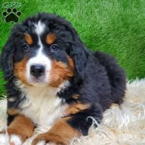 MADERIA, Bernese Mountain Dog Puppy