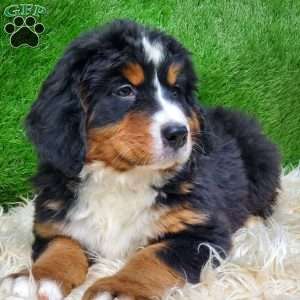 MADERIA, Bernese Mountain Dog Puppy