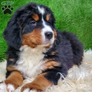 MADERIA, Bernese Mountain Dog Puppy