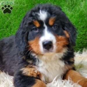MADERIA, Bernese Mountain Dog Puppy