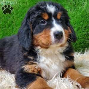 MADERIA, Bernese Mountain Dog Puppy