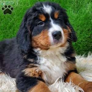 MADERIA, Bernese Mountain Dog Puppy