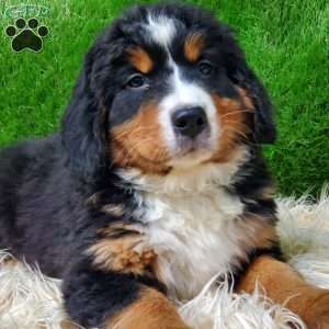 MADERIA, Bernese Mountain Dog Puppy