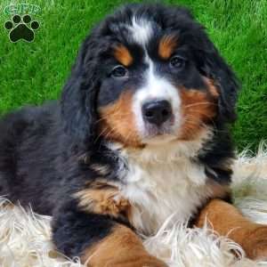 MADERIA, Bernese Mountain Dog Puppy