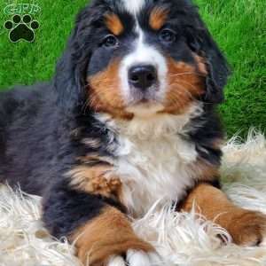 MADERIA, Bernese Mountain Dog Puppy