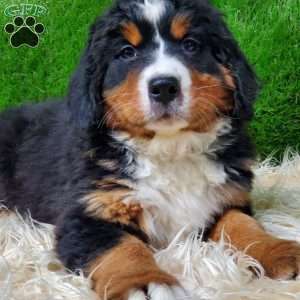MADERIA, Bernese Mountain Dog Puppy